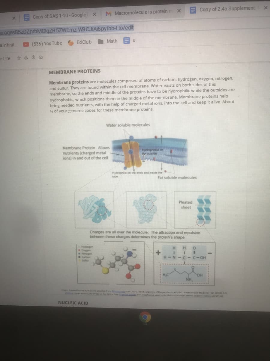 Copy of 2.4a Supplement
M Macromolecule is protein mx
Copy of SAS 1-10-Google x
maages 85zDZnrbMClqZR5ZWEmz-W9CJIA16 pylbb-Ho/edit
a.infinit.
(535) You Tube
EdClub
Math
er Life
MEMBRANE PROTEINS
Membrane proteins are molecules composed of atoms of carbon, hydrogen, oxygen, nitrogen,
and sulfur. They are found within the cell membrane. Water exists on both sides of this
membrane, so the ends and middle of the proteins have to be hydrophilic while the outsides are
hydrophobic, which positions them in the middle of the membrane. Membrane proteins help
bring needed nutrients, with the help of charged metal ions, into the cell and keep it alive. About
s of your genome codes for these membrane proteins.
Water soluble molecules
Membrane Protein - Allows
nutrients (charged metal
ions) in and out of the cell
Hydrophobie on
outside
Hydrophilic on the ends and inside the
tube
Fat soluble molecules
Pleated
sheet
Charges are all over the molecule. The attraction arid repulsion
between these charges determines the protein's shape
Hydrogen
Onygen
Nogen
Carbon
Suur
H
H-N-C- C-OH
Image Crated by inquryth and adeptad from m staff 2014.Medcal galery of l en Madcal2014. W urnal of Medene12 (CC DY 3.0
M pen a he mge an he rnrom h meann dene by tte NaonalMaman Carome Aemch rattte (tc or 4a
NUCLEIC ACID
