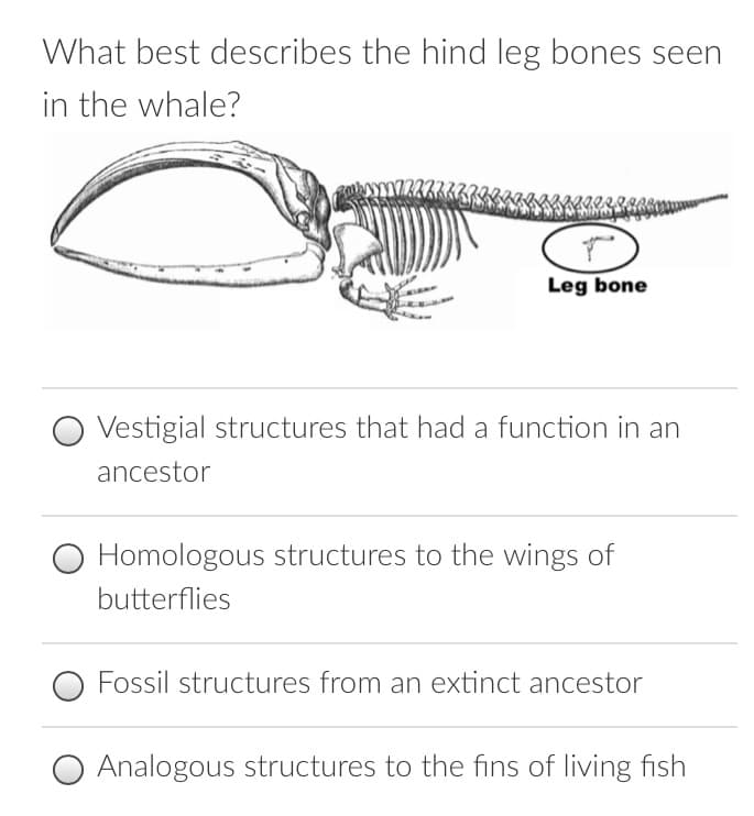 What best describes the hind leg bones seen
in the whale?
Leg bone
O Vestigial structures that had a function in an
ancestor
O Homologous structures to the wings of
butterflies
Fossil structures from an extinct ancestor
Analogous structures to the fins of living fish
