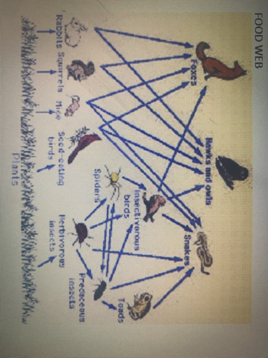 FOOD WEB
Hewks and owls
Foxes
Snakes
Insectivorous
birds
Toads
Spider
Precaceaus
insacta
Raboits Sourels e Sced-ceting
birds
Ferbivorou
insects
Plants
