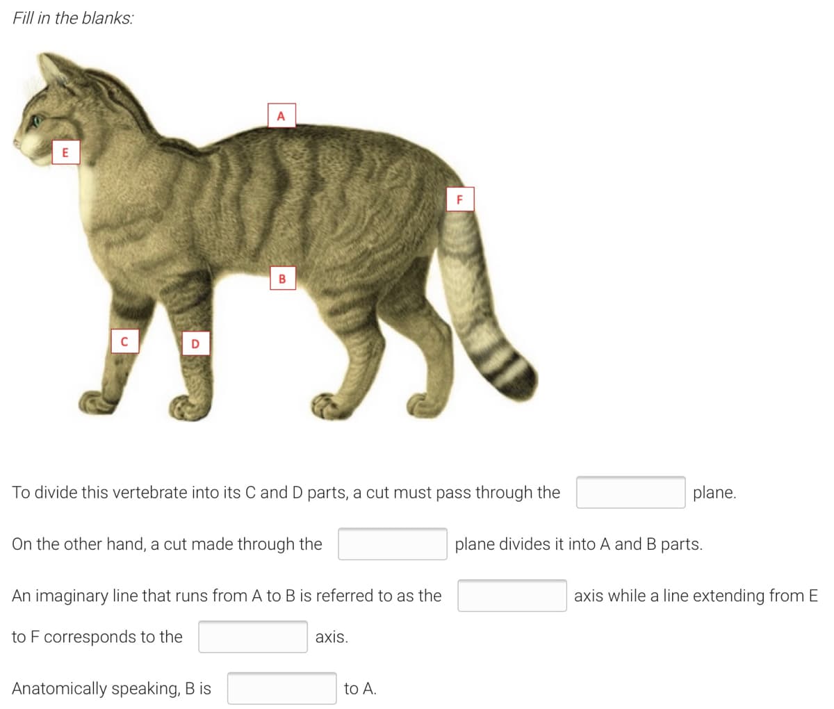 Fill in the blanks:
E
F
C
To divide this vertebrate into its C and D parts, a cut must pass through the
plane.
On the other hand, a cut made through the
plane divides it into A and B parts.
An imaginary line that runs from A to B is referred to as the
axis while a line extending from E
to F corresponds to the
axis.
Anatomically speaking, B is
to A.
