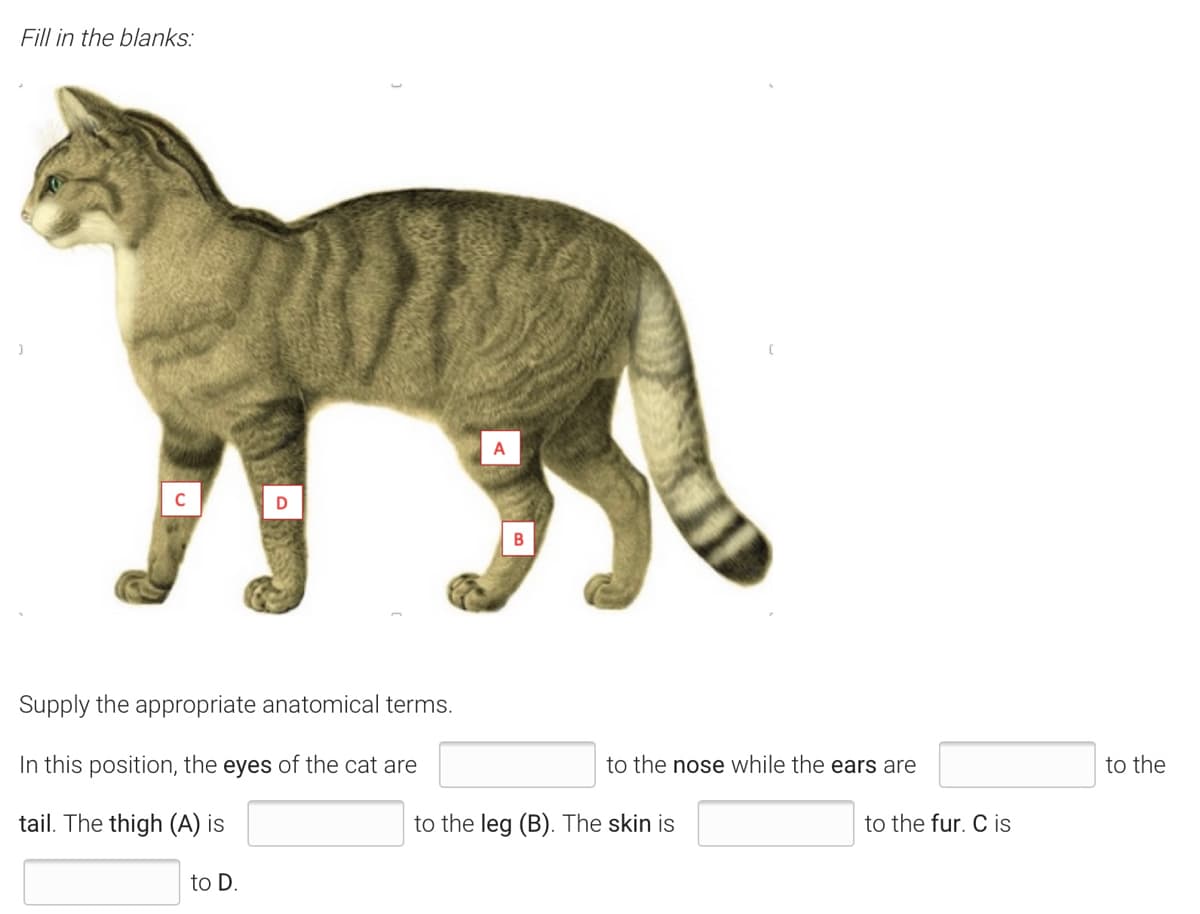 Fill in the blanks:
A
Supply the appropriate anatomical terms.
In this position, the eyes of the cat are
to the nose while the ears are
to the
tail. The thigh (A) is
to the leg (B). The skin is
to the fur. C is
to D.
