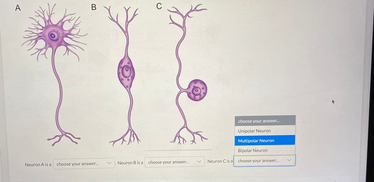 A
C
choose your answer...
Unipolar Neuron
Multipolar Neuron
Bipolar Neuron
Neuron B is a
choose your answer...
Neuron C is a choose your answer..
Neuron A is a
choose your answer..
