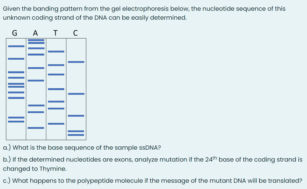 Given the banding pattern from the gel electrophoresis below, the nucleotide sequence of this
unknown coding strand of the DNA can be easily determined.
G A T
|||||||||||
||||| |
|| |
| || | || |
с
a.)
b.) If the determined nucleotides are exons, analyze mutation if the 24th base of the coding strand is
changed to Thymine.
c.) What happens to the polypeptide molecule if the message of the mutant DNA will be translated?
What is the base sequence of the sample ssDNA?