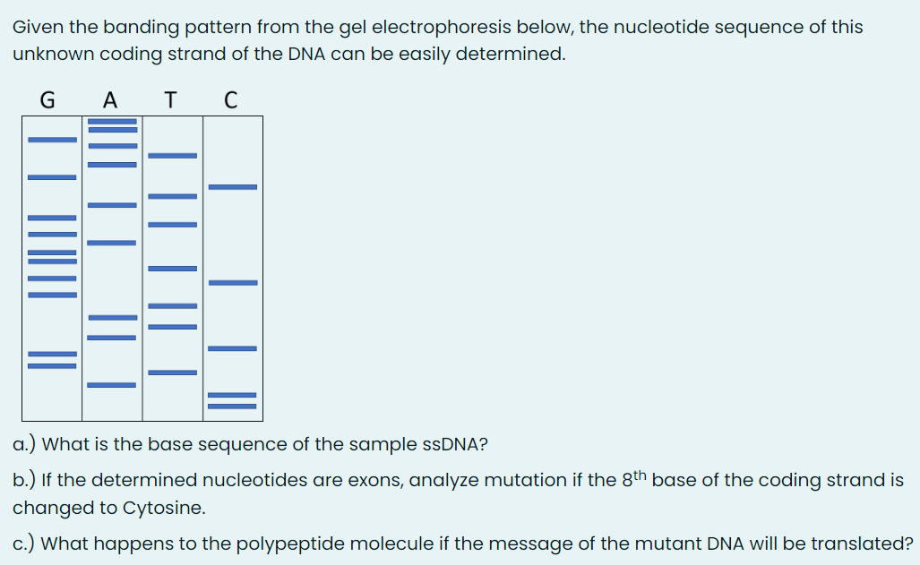 Given the banding pattern from the gel electrophoresis below, the nucleotide sequence of this
unknown coding strand of the DNA can be easily determined.
GA т с
|||||||||||||
| || || ||||
|| | || |
| ||
sequence
a.) What is the base
of the sample ssDNA?
b.) If the determined nucleotides are exons, analyze mutation if the 8th base of the coding strand is
changed to Cytosine.
c.) What happens to the polypeptide molecule if the message of the mutant DNA will be translated?