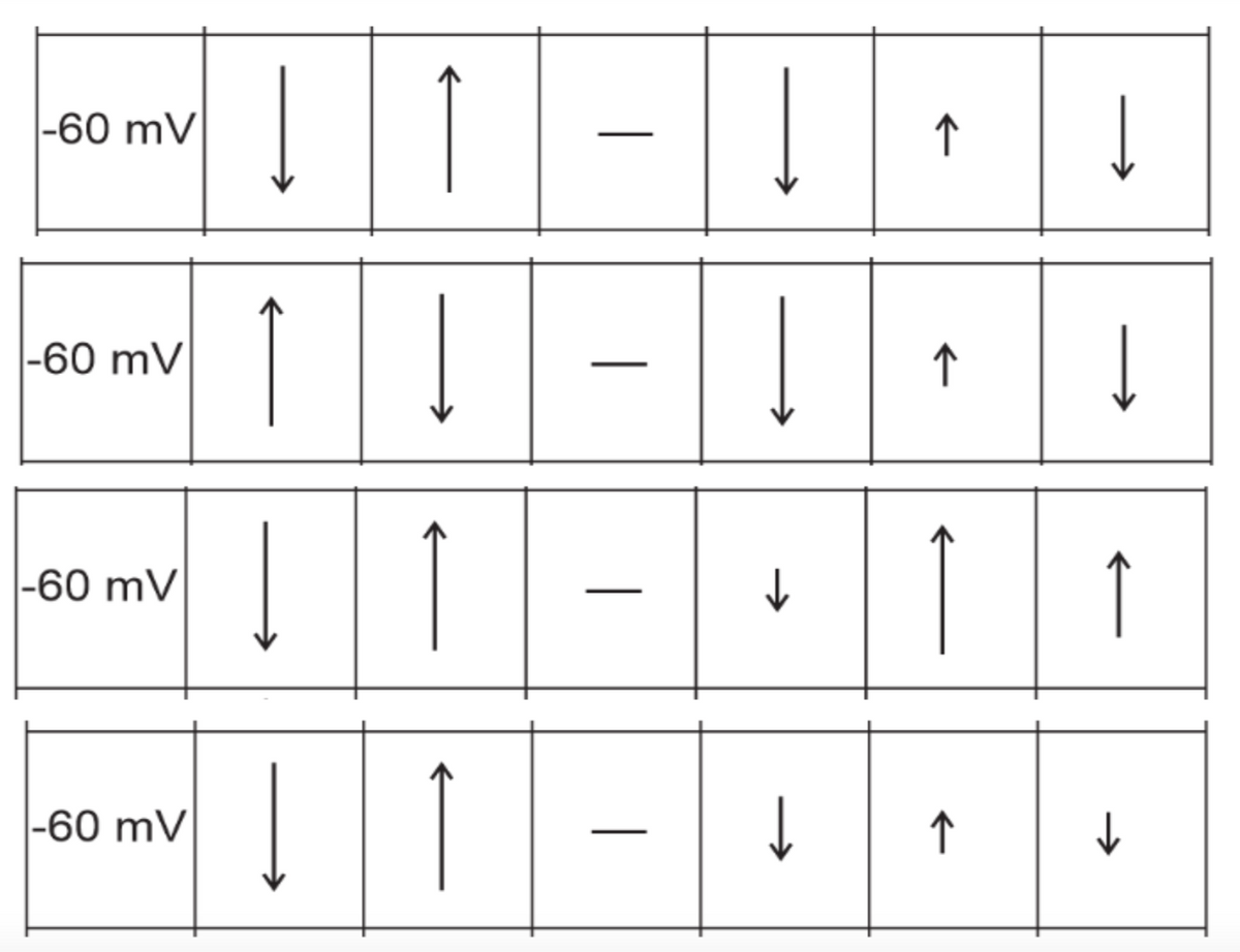 |-60 mV
|-60 mV
|-60 mV
|-60 mV
1 1
1
Į
1
1
1
|
▬▬▬▬▬▬▬▬▬▬▬▬▬
|
Į
Į
↓
↓
个
1
个
↓
1