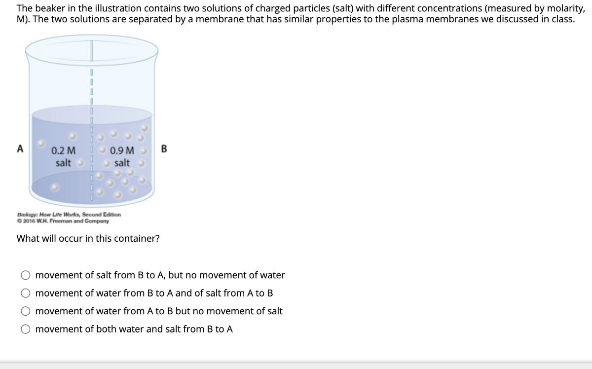 The beaker in the illustration contains two solutions of charged particles (salt) with different concentrations (measured by molarity,
M). The two solutions are separated by a membrane that has similar properties to the plasma membranes we discussed in class.
A
0.2 M
0.9 M
B
salt
salt
Biology: How Life Works, Second Edition
O 2016 W.H. Freeman and Company
What will occur in this container?
movement of salt from B to A, but no movement of water
movement of water from B to A and of salt from A to B
movement of water from A to B but no movement of salt
movement of both water and salt from B to A
