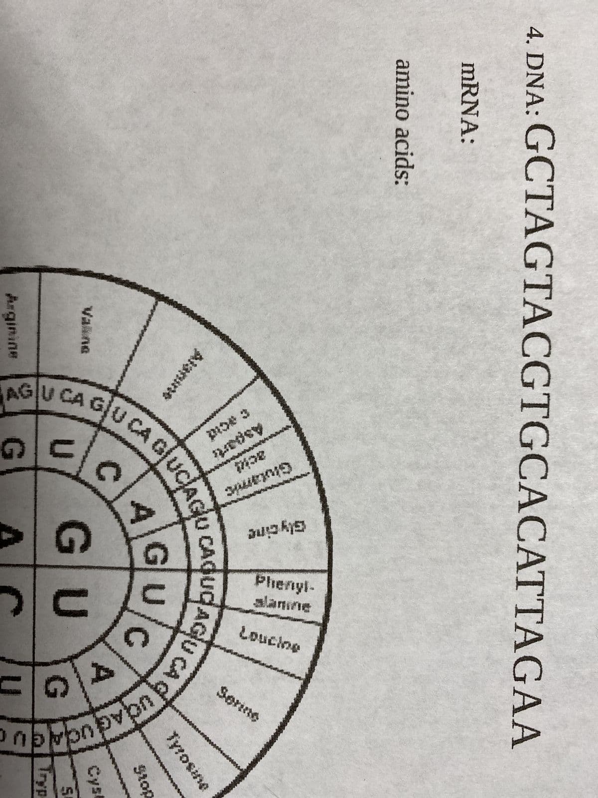 4. DNA: GCTAGTACGTGCACATTAGAA
mRNA:
amino acids:
Valne
Alanine
Arginine
Asparti
Glutamic
ה משפוח כף סו
AGUC
CA GUCAGU CAQUQAGU
GU
A
C
Glycine
U
G\
Phenyl-
Loucine
U CA CUO
A
G
Tyrosine
QUCACU
Stop
Cyst
S