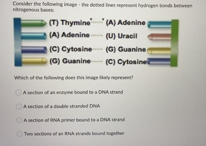 Consider the following image - the dotted lines represent hydrogen bonds between
nitrogenous bases:
(T) Thymine
(A) Adenine
(A) Adenine
(U) Uracil
(C) Cytosine
(G) Guanine (C) Cytosinel
(G) Guanine
Which of the following does this image likely represent?
OA section of an enzyme bound to a DNA strand
A section of a double stranded DNA
A section of RNA primer bound to a DNA strand
Two sections of an RNA strands bound together
