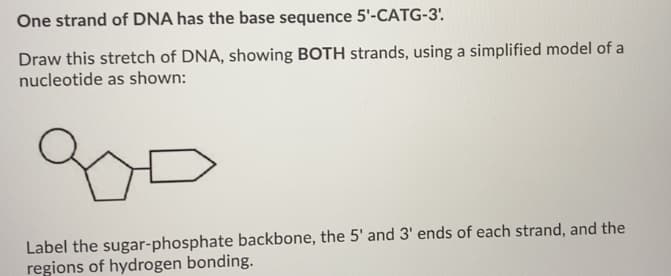 One strand of DNA has the base sequence 5'-CATG-3'
Draw this stretch of DNA, showing BOTH strands, using a simplified model of a
nucleotide as shown:
Label the sugar-phosphate backbone, the 5' and 3' ends of each strand, and the
regions of hydrogen bonding.
