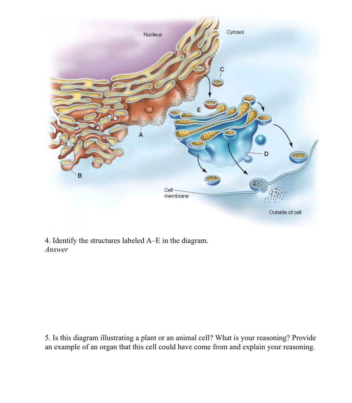 Cytosol
Nucleus
E
A
В
Cell
membrane
Outside of cell
4. Identify the structures labeled A–E in the diagram.
Answer
5. Is this diagram illustrating a plant or an animal cell? What is your reasoning? Provide
an example of an organ that this cell could have come from and explain your reasoning.
