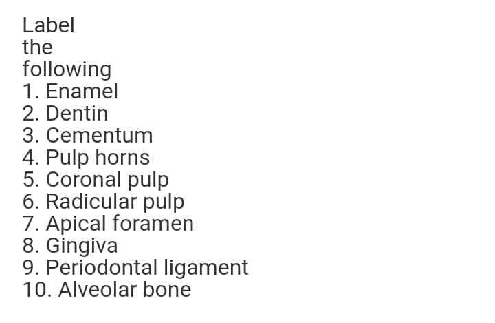 Label
the
following
1. Enamel
2. Dentin
3. Cementum
4. Pulp horns
5. Coronal pulp
6. Radicular pulp
7. Apical foramen
8. Gingiva
9. Periodontal ligament
10. Alveolar bone
