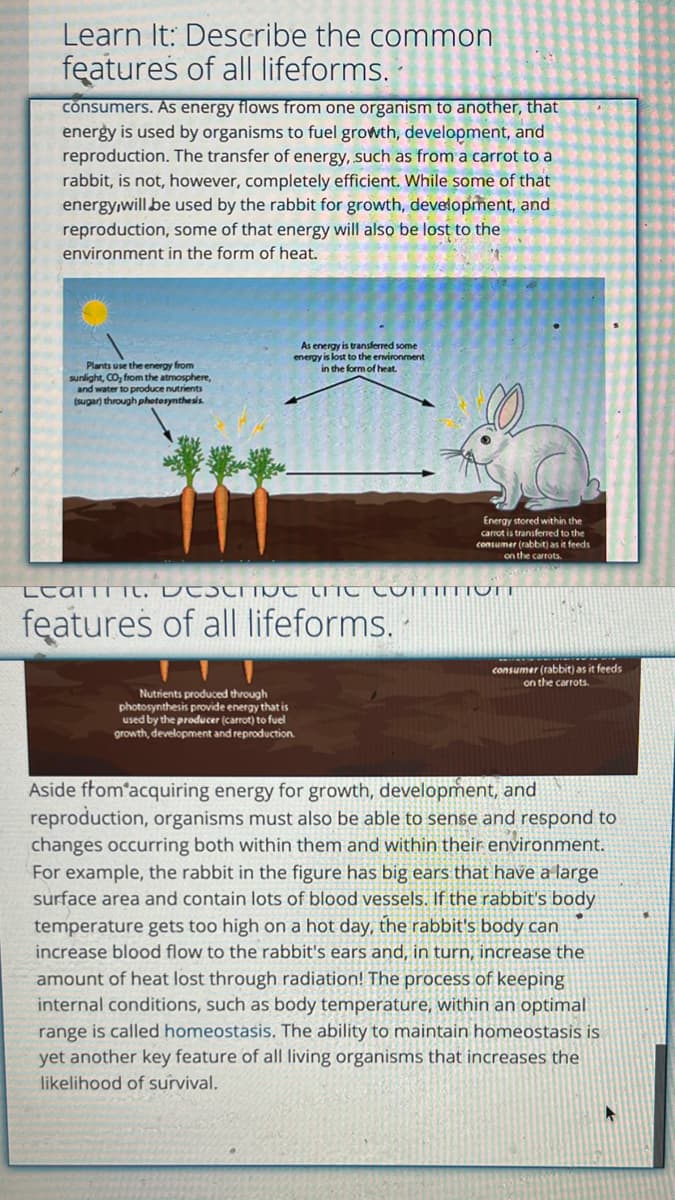 Learn It: Describe the common
features of all lifeforms.
consumers. As energy flows from one organism to another, that
energy is used by organisms to fuel growth, development, and
reproduction. The transfer of energy, such as from a carrot to a
rabbit, is not, however, completely efficient. While some of that
energy,will be used by the rabbit for growth, development, and
reproduction, some of that energy will also be lost to the
environment in the form of heat.
Plants use the energy from
sunlight, CO₂ from the atmosphere,
and water to produce nutrients
(sugar) through photosynthesis.
As energy is transferred some
energy is lost to the environment
in the form of heat
Energy stored within the
carrot is transferred the
consumer (rabbit) as it feeds
on the carrots.
LCOTTIL, DCOCTIOC TIC COTTTTTTTT
features of all lifeforms.
Nutrients produced through
photosynthesis provide energy that is
used by the producer (carrot) to fuel
growth, development and reproduction.
consumer (rabbit) as it feeds
on the carrots.
Aside from acquiring energy for growth, development, and
reproduction, organisms must also be able to sense and respond to
changes occurring both within them and within their environment.
For example, the rabbit in the figure has big ears that have a large
surface area and contain lots of blood vessels. If the rabbit's body
temperature gets too high on a hot day, the rabbit's body can
increase blood flow to the rabbit's ears and, in turn, increase the
amount of heat lost through radiation! The process of keeping
internal conditions, such as body temperature, within an optimal
range is called homeostasis. The ability to maintain homeostasis is
yet another key feature of all living organisms that increases the
likelihood of survival.