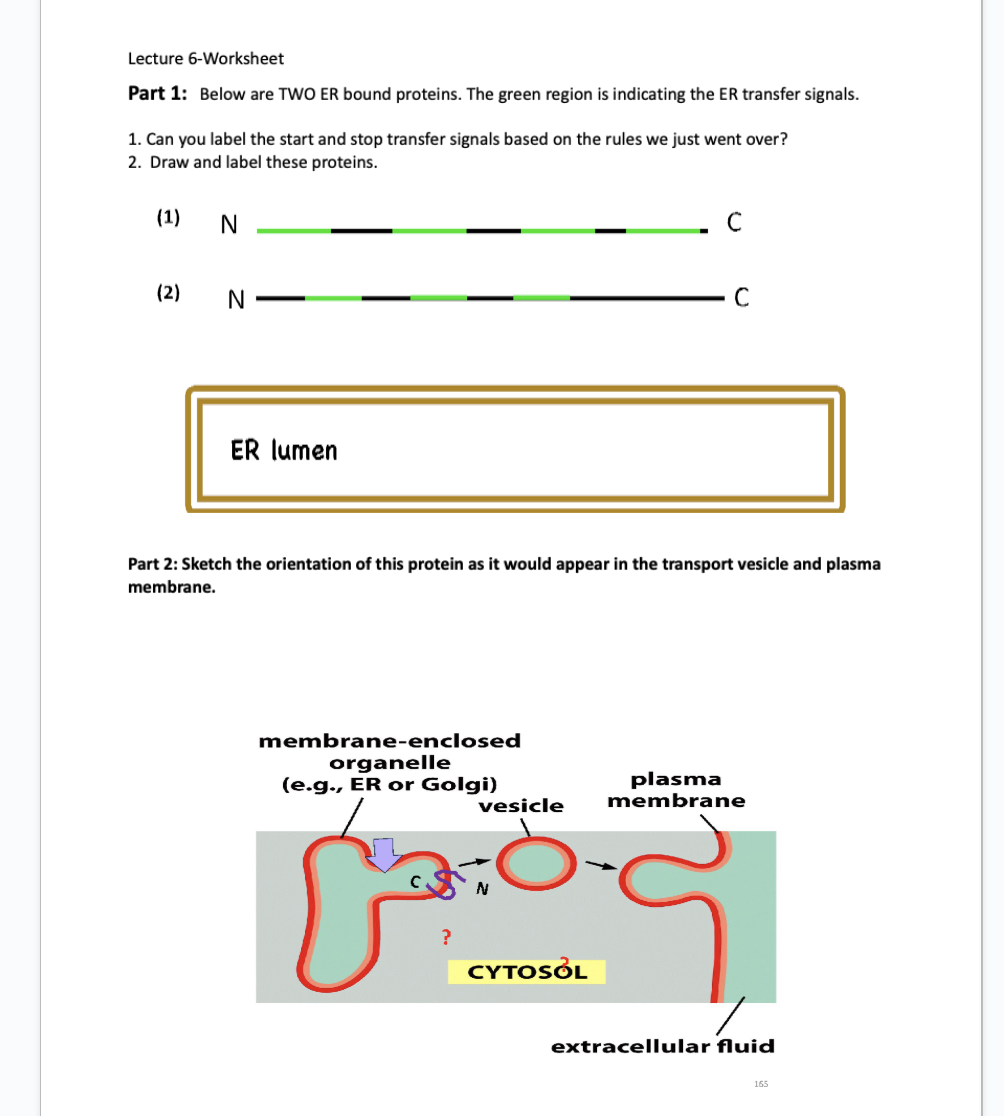 Lecture 6-Worksheet
Part 1: Below are TWO ER bound proteins. The green region is indicating the ER transfer signals.
1. Can you label the start and stop transfer signals based on the rules we just went over?
2. Draw and label these proteins.
(1)
(2)
N
N
ER lumen
Part 2: Sketch the orientation of this protein as it would appear in the transport vesicle and plasma
membrane.
membrane-enclosed
organelle
(e.g., ER or Golgi)
vesicle
plasma
membrane
1₂:0.
0-9
?
CYTOSOL
extracellular fluid
165