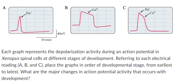 A
Na+
10 msec
B
40mV
Ca²+
C
Na+
Ca²+
Each graph represents the depolarization activity during an action potential in
Xenopus spinal cells at different stages of development. Referring to each electrical
reading (A, B, and C), place the graphs in order of developmental stage, from earliest
to latest. What are the major changes in action potential activity that occurs with
development?