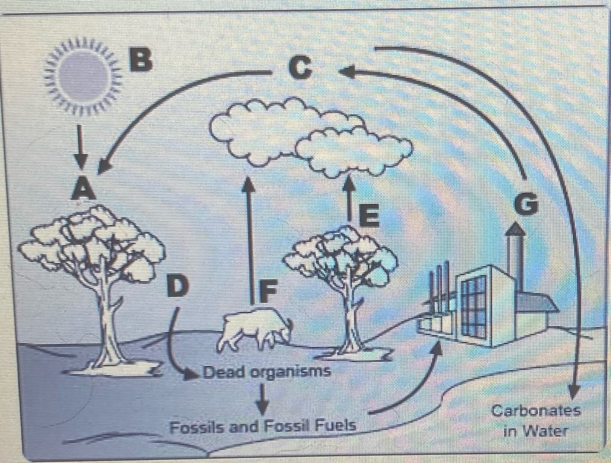 G
Dead organisms
Carbonates
in Water
Fossils and Fossil Fuels
