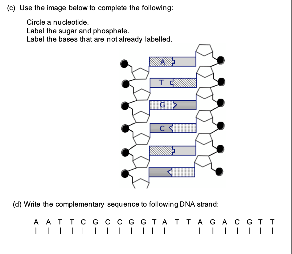 (c) Use the image below to complete the following:
Circle a nucleotide.
Label the sugar and phosphate.
Label the bases that are not already labelled.
(d) Write the complementary sequence to following DNA strand:
A ATT C G C C G G TATTA GAC GT T
|||||||||||||||||||||
II