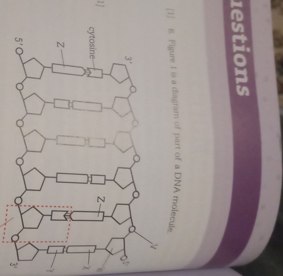 51
uestions
3'
1]
cytosine-
Z-
3'
