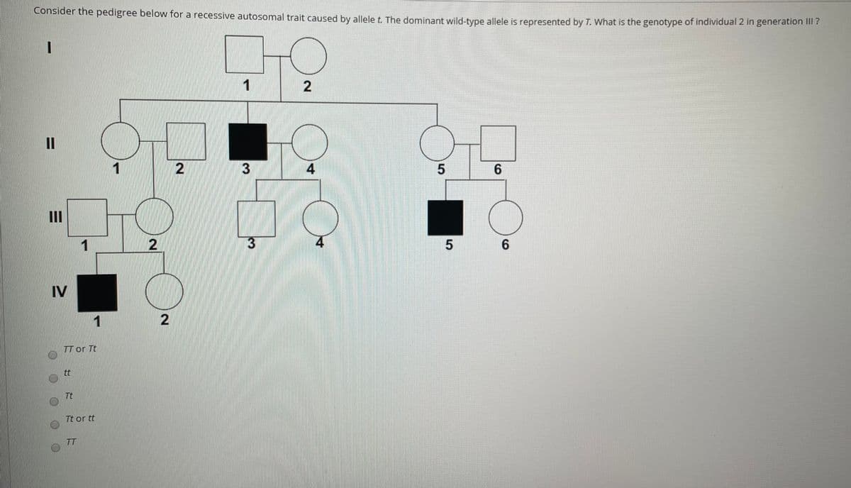 Consider the pedigree below for a recessive autosomal trait caused by allele t. The dominant wild-type allele is represented by T. What is the genotype of individual 2 in generation lII ?
1
II
2
6.
II
1
13
6.
IV
1
TT or Tt
tt
Tt
Tt or t
TT
4.
