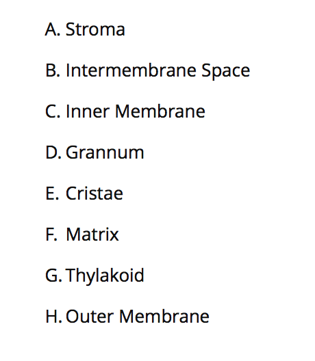 A. Stroma
B. Intermembrane Space
C. Inner Membrane
D. Grannum
E. Cristae
F. Matrix
G. Thylakoid
H. Outer Membrane
