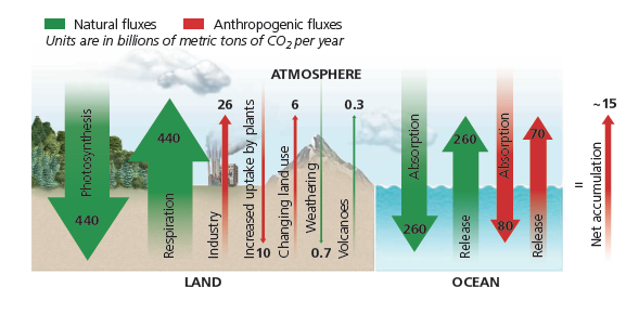 Natural fluxes
Anthropogenic fluxes
Units are in billions of metric tons of CO2 per year
ATMOSPHERE
26
0.3
15
440
260
LAND
OCEAN
A Photosynthesis
Respiration
Industry
Increased uptake by plants
Changing land use
Weathering
Volcanoes
Absorption
Release
Absorption
Release
Net accumulation
