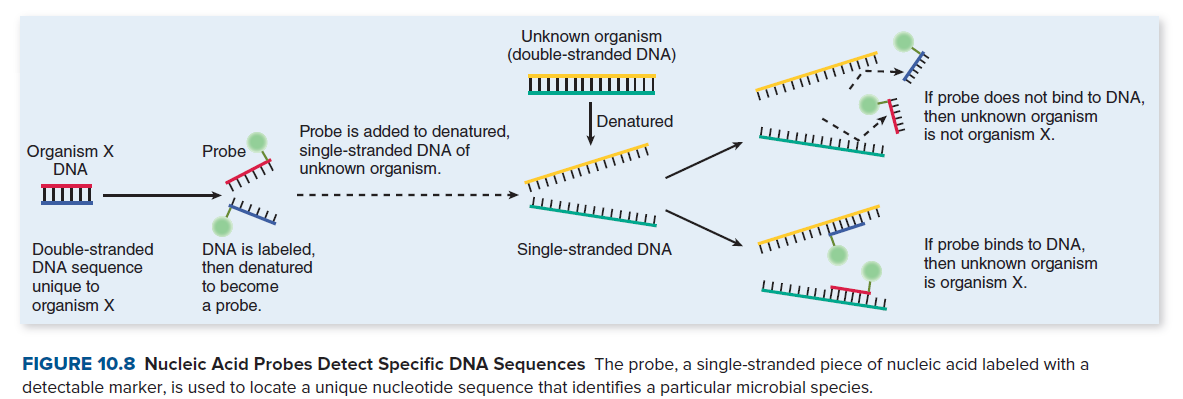 Unknown organism
(double-stranded DNA)
If probe does not bind to DNA,
then unknown organism
is not organism X.
Denatured
Organism X
DNA
Probe is added to denatured,
single-stranded DNA of
unknown organism.
Probe
If probe binds to DNA,
then unknown organism
is organism X.
DNA is labeled,
Single-stranded DNA
Double-stranded
DNA sequence
unique to
organism X
then denatured
to become
a probe.
FIGURE 10.8 Nucleic Acid Probes Detect Specific DNA Sequences The probe, a single-stranded piece of nucleic acid labeled with a
detectable marker, is used to locate a unique nucleotide sequence that identifies a particular microbial species.
