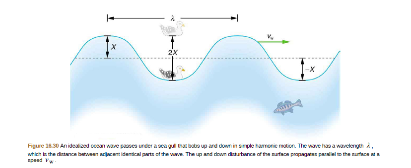 V.
2x
-X
Figure 16.30 An idealized ocean wave passes under a sea gull that bobs up and down in simple harmonic motion. The wave has a wavelength 1,
which is the distance between adjacent identical parts of the wave. The up and down disturbance of the surface propagates parallel to the surface at a
speed Vw-
