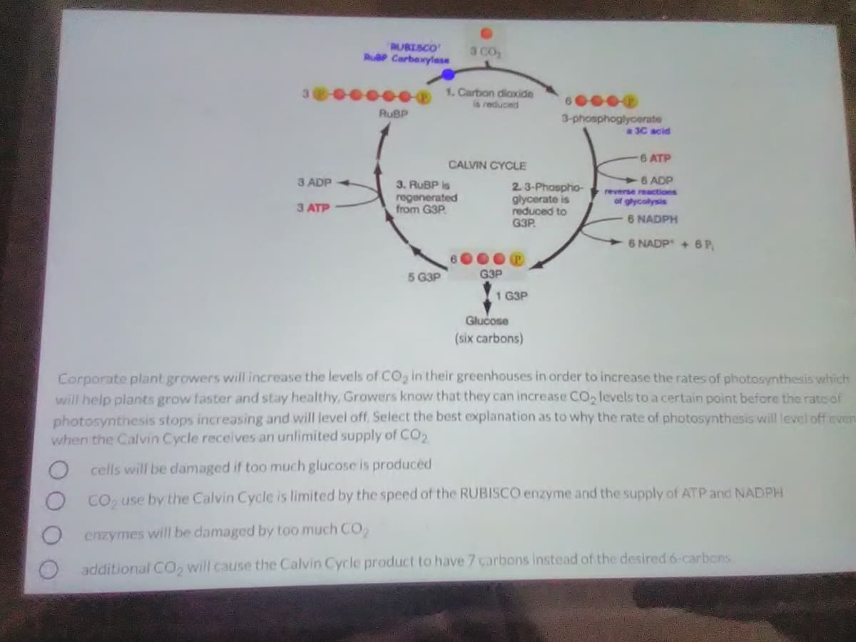 RUBISCO
RuP Carbaxylase
3 CO2
1. Carbon diaxide
is reduced
RUBP
3-phosphoglyoerate
a3C acid
6 ATP
CALVIN CYCLE
6 ADP
reverse reactions
of gycolysis
3 ADP
3. RUBP is
2. 3-Phaspho-
glycerate is
reduced to
G3P.
3 ATP
regenerated
from G3P
6 NADPH
6 NADP + 6 P,
6000@
5 G3P
G3P
1 G3P
Glucose
(six carbons)
Corporate plant growers will increase the levels of CO2 in their greenhouses in order to increase the rates of photosynthesis which
will help plants grow faster and stay healthy, Growers know that they can increase CO2 levels to a certain point before the rate of
photosynthesis stops increasing and will level off. Select the best explanation as to why the rate of photosynthesis will level offeven
when the Calvin Cycle receives an unlimited supply of CO
cells will be damaged if too much glucose is produced
CO, use by the Calvin Cycle is limited by the speed of the RUBISCO enzyme and the supply of ATP and NADPH
enzymes will be damaged by too much CO
additional CO, will cause the Calvin Cycle product to have 7 carbons instead of the desired 6-carbons
