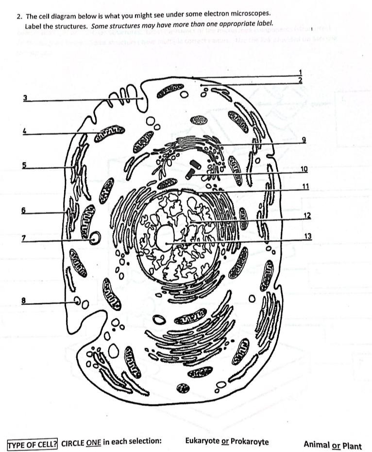 2. The cell diagram below is what you might see under some electron microscopes.
Label the structures. Some structures may have more than one appropriate label.
3
5.
10
11
12
7.
13
8
TYPE OF CELL? CIRCLE ONE in each selection:
Eukaryote or Prokaroyte
Animal or Plant
QUTL
