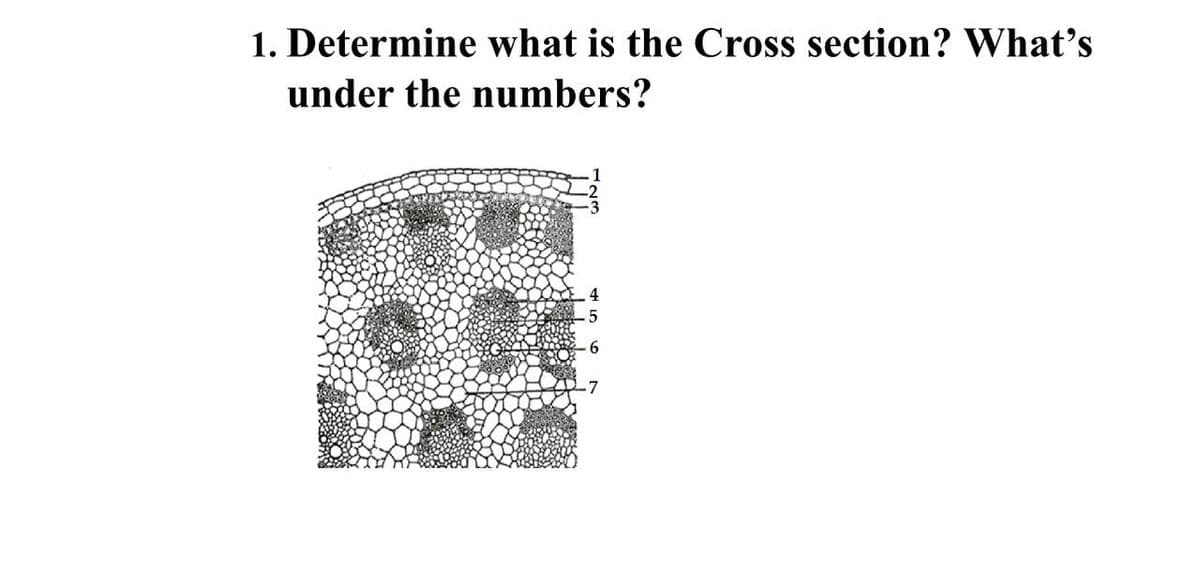 1. Determine what is the Cross section? What's
under the numbers?
6