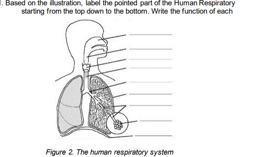 1. Based on the illustration, label the pointed part of the Human Respiratory
starting from the top down to the bottom. Write the function of each
Figure 2. The human respiratory system
