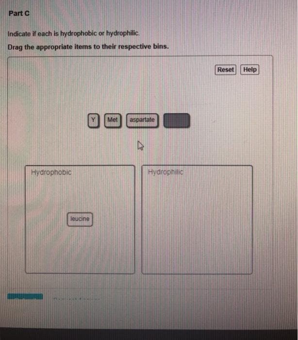 Part C
Indicate if each is hydrophobic or hydrophilic.
Drag the appropriate items to their respective bins.
Reset
Help
Met
aspartate
Hydrophobic
Hydrophilic
leucine
