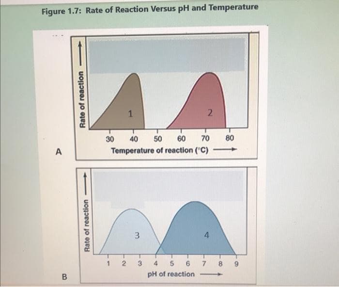 Figure 1.7: Rate of Reaction Versus pH and Temperature
1
2.
30
40
50
60
70
80
Temperature of reaction ('C)
3.
3
4 5
6
pH of reaction
-
B.
Rate of reaction
Rate of reaction
4.

