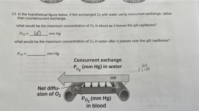 23. In the hypothetical figure below, if fish exchanged O, with water using concurrent exchange, rather
than countercurrent exchange,
what would be the maximum concentration of O, in blood as it leaves the gill capillaries?
Poz =l0mm Hg
what would be the maximum concentration of O, in water after it passes over the gill capillaries?
Poz =
mm Hg
Concurrent exchange
(mm Hg) in water
Por
2120
100
Net diffu-
sion of O2
20
Po, (mm Hg)
in blood
