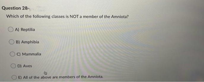 Question 28-
Which of the following classes is NOT a member of the Amniota?
O A) Reptilia
B) Amphibia
C) Mammalia
D) Aves
E) All of the above are members of the Amniota.
