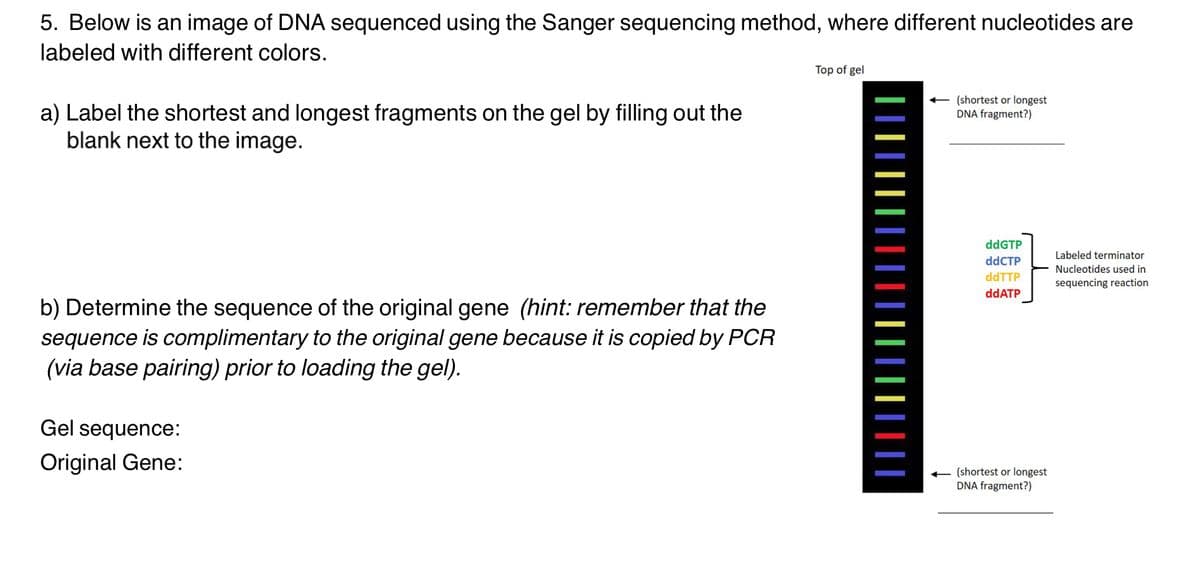 5. Below is an image of DNA sequenced using the Sanger sequencing method, where different nucleotides are
labeled with different colors.
Top of gel
(shortest or longest
DNA fragment?)
a) Label the shortest and longest fragments on the gel by filling out the
blank next to the image.
ddGTP
Labeled terminator
ddCTP
Nucleotides used in
ddTTP
sequencing reaction
ddATP
b) Determine the sequence of the original gene (hint: remember that the
sequence is complimentary to the original gene because it is copied by PCR
(via base pairing) prior to loading the gel).
Gel sequence:
Original Gene:
+ (shortest or longest
DNA fragment?)
