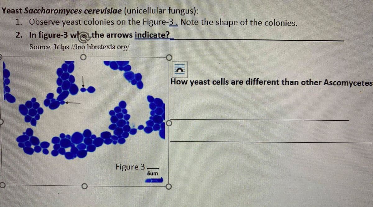Yeast Saccharomyces cerevisiae (unicellular fungus):
1. Observe yeast colonies on the Figure-3. Note the shape of the colonies.
2. In figure-3 w
lathe arrows indicate?
Source: https://bio.libretexts.org/
How yeast cells are different than other Ascomycetes
Figure 3
5um
