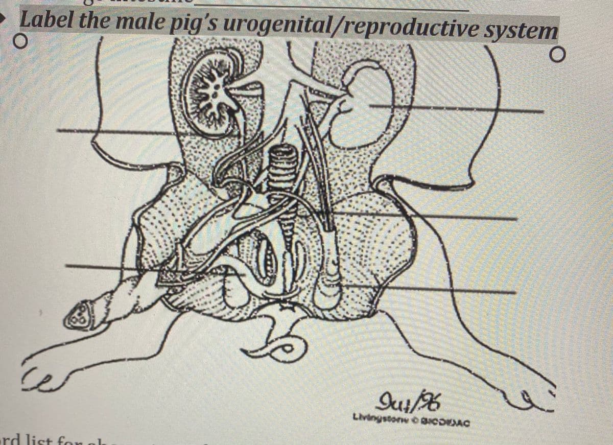 Label the male pig's urogenital/reproductive system
Livingstonw OBICDEAC
rd list fon ol
