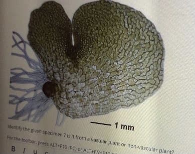 1 mm
Identify the given specimen ? is it from a vasular plant or non-vascular plant?
For the toolbar. press ALT-F10 (PC) or ALT+FN+F10
BIV
