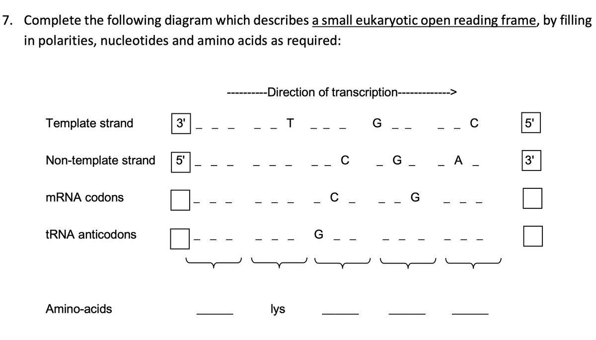 7. Complete the following diagram which describes a small eukaryotic open reading frame, by filling
in polarities, nucleotides and amino acids as required:
-Direction of transcription-
G
Template strand
3'
T
Non-template strand
5'
mRNA codons
tRNA anticodons
-
Amino-acids
lys
-
C
G -
C
5'
с
_ G _
G_
A
3'
—
G