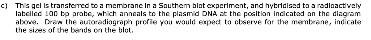 c) This gel is transferred to a membrane in a Southern blot experiment, and hybridised to a radioactively
labelled 100 bp probe, which anneals to the plasmid DNA at the position indicated on the diagram
above. Draw the autoradiograph profile you would expect to observe for the membrane, indicate
the sizes of the bands on the blot.