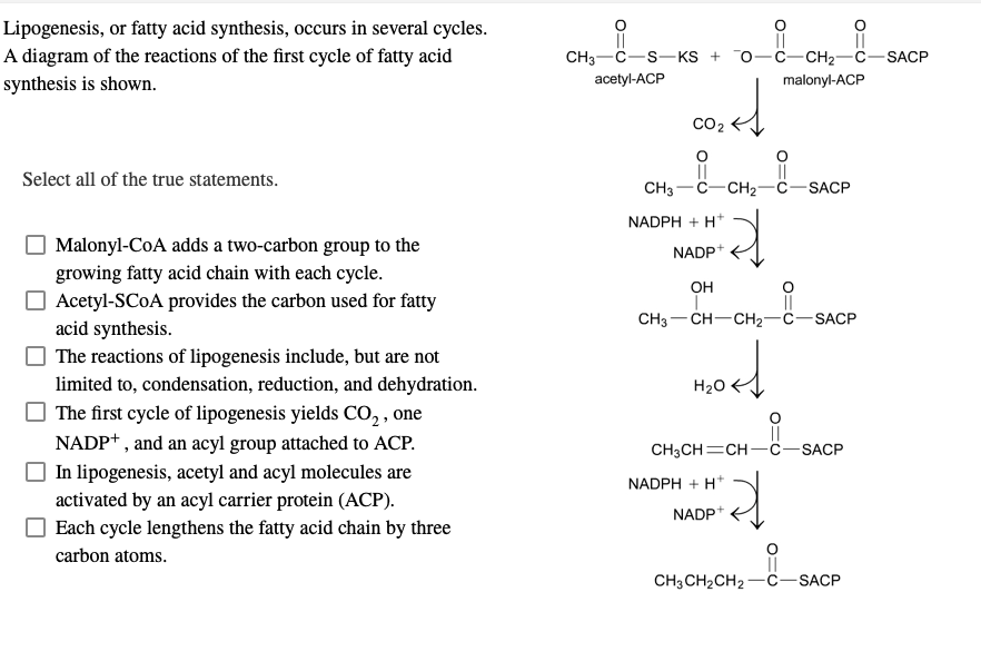 Lipogenesis, or fatty acid synthesis, occurs in several cycles.
A diagram of the reactions of the first cycle of fatty acid
synthesis is shown.
Select all of the true statements.
Malonyl-CoA adds a two-carbon group to the
growing fatty acid chain with each cycle.
Acetyl-SCOA provides the carbon used for fatty
acid synthesis.
The reactions of lipogenesis include, but are not
limited to, condensation, reduction, and dehydration.
The first cycle of lipogenesis yields CO₂, one
NADP+, and an acyl group attached to ACP.
In lipogenesis, acetyl and acyl molecules are
activated by an acyl carrier protein (ACP).
Each cycle lengthens the fatty acid chain by three
carbon atoms.
_i
CH3-C-S-KS+ 0-C-CH₂-C-SACP
acetyl-ACP
malonyl-ACP
CO2
||
CH3 C-CH₂-C-SACP
NADPH + H+
NADP+
OH
||
CH3 CH-CH₂-C-SACP
H₂O
||
CH3CH=CH-C-SACP
NADPH + H+
NADP+
CH3CH₂CH2-C-SACP