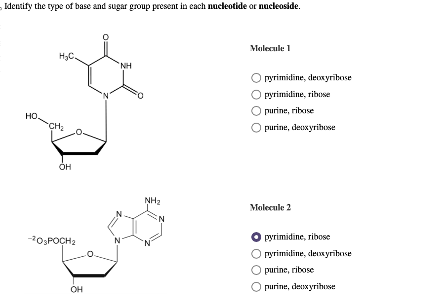 Identify the type of base and sugar group present in each nucleotide or nucleoside.
HO.
H3C.
CH₂
OH
-²03POCH2
OH
'N
N
ΝΗ
NH₂
Molecule 1
O pyrimidine, deoxyribose
O pyrimidine, ribose
purine, ribose
O purine, deoxyribose
Molecule 2
pyrimidine, ribose
O pyrimidine, deoxyribose
purine, ribose
O purine, deoxyribose