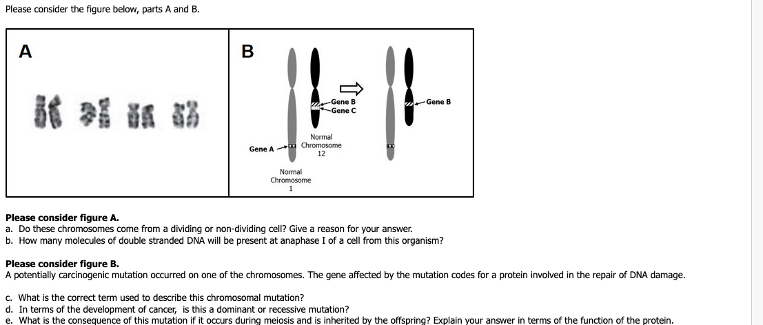 Please consider the figure below, parts A and B.
A
В
Gene B
Gene C
Gene B
Normal
Gene A Chromosome
12
Normal
Chromosome
1
Please consider figure A.
a. Do these chromosomes come from a dividing or non-dividing cell? Give a reason for your answer.
b. How many molecules of double stranded DNA will be present at anaphase I of a cell from this organism?
Please consider figure B.
A potentially carcinogenic mutation occurred on one of the chromosomes. The gene affected by the mutation codes for a protein involved in the repair of DNA damage.
c. What is the correct term used to describe this chromosomal mutation?
d. In terms of the development of cancer, is this a dominant or recessive mutation?
e. What is the consequence of this mutation if it occurs during meiosis and is inherited by the offspring? Explain your answer in terms of the function of the protein.
