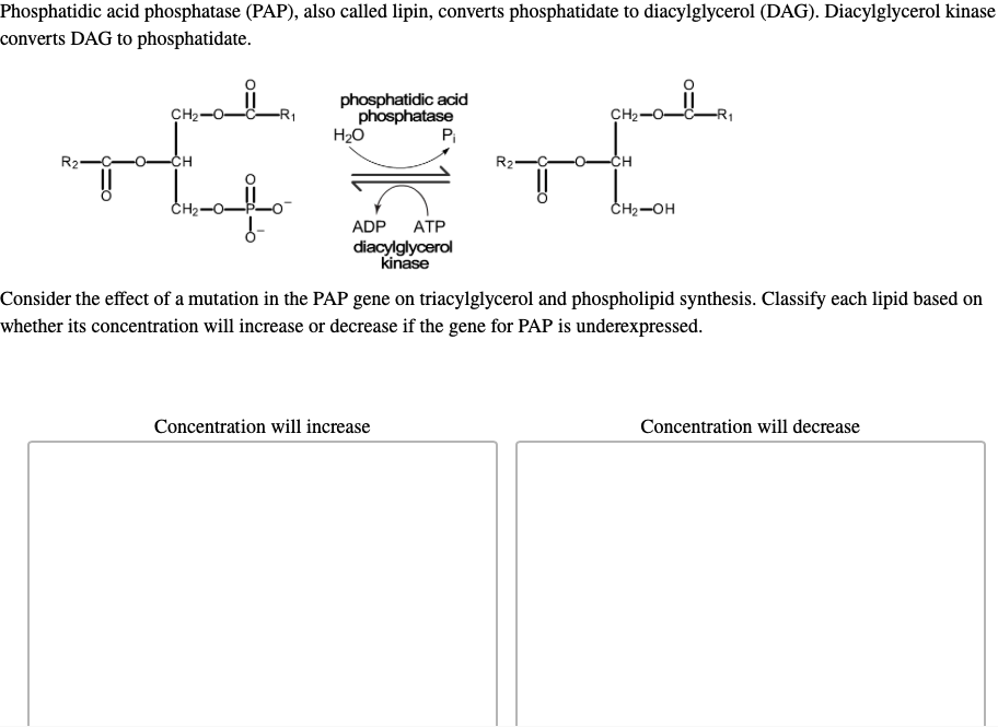 Phosphatidic acid phosphatase (PAP), also called lipin, converts phosphatidate to diacylglycerol (DAG). Diacylglycerol kinase
converts DAG to phosphatidate.
CH2-O-
CH
CH₂
phosphatidic acid
phosphatase
H₂O
P₁
ADP ATP
diacylglycerol
kinase
Concentration will increase
CH2-O-
TE
R₂
CH
CH₂-OH
-R₁
Consider the effect of a mutation in the PAP gene on triacylglycerol and phospholipid synthesis. Classify each lipid based on
whether its concentration will increase or decrease if the gene for PAP is underexpressed.
Concentration will decrease