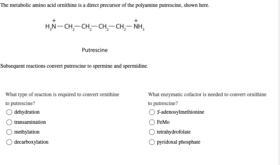 The metabolic amino acid ornithine is a direct precursor of the polyamine putrescine, shown here.
+
HẠN–CH,CH,CH,CH, NH,
+
Subsequent reactions convert putrescine to spermine and spermidine.
transamination
Putrescine
What type of reaction is required to convert ornithine
to putrescine?
O dehydration
O methylation
O decarboxylation
What enzymatic cofactor is needed to convert ornithine
to putrescine?
O S-adenosylmethionine
FeMo
O tetrahydrofolate
O pyridoxal phosphate