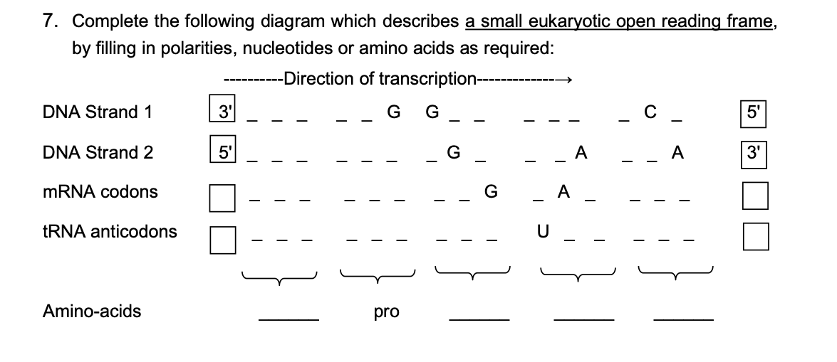 7. Complete the following diagram which describes a small eukaryotic open reading frame,
by filling in polarities, nucleotides or amino acids as required:
-Direction of transcription----
DNA Strand 1
3'
- c _
5'
DNA Strand 2
5'
G
A
A
3'
-
MRNA codons
A
TRNA anticodons
U
Amino-acids
pro
