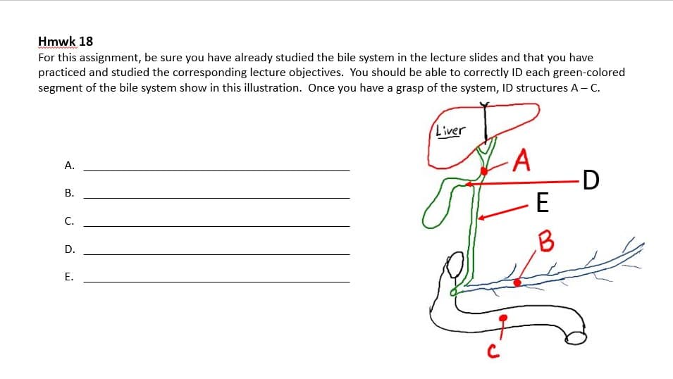 Hmwk 18
For this assignment, be sure you have already studied the bile system in the lecture slides and that you have
practiced and studied the corresponding lecture objectives. You should be able to correctly ID each green-colored
segment of the bile system show in this illustration. Once you have a grasp of the system, ID structures A- C.
Liver
A
A.
D
E
В.
С.
B
D.
Е.
C
