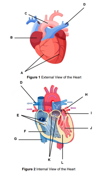 B
E
D
Figure 1 External View of the Heart
K
Figure 2 Internal View of the Heart
O
H