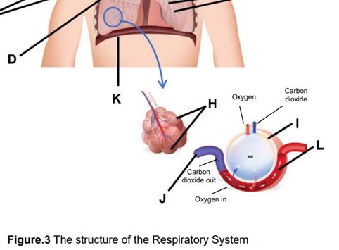 K
H
Carbon
dioxide out
Oxygen in
Oxygen
Figure.3 The structure of the Respiratory System
Carbon
dioxide
L