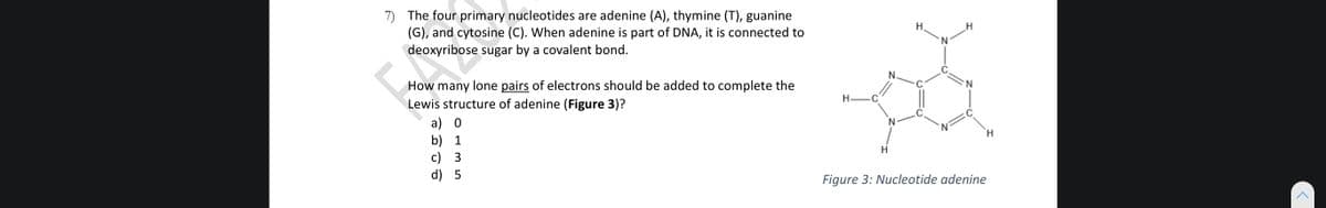 7) The four primary nucleotides are adenine (A), thymine (T), guanine
(G), and cytosine (C). When adenine is part of DNA, it is connected to
deoxyribose sugar by a covalent bond.
H.
N.
How many lone pairs of electrons should be added to complete the
Lewis structure of adenine (Figure 3)?
a) 0
b) 1
c) 3
d) 5
H.
Figure 3: Nucleotide adenine
